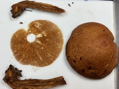Gymnopilus liquiritiae