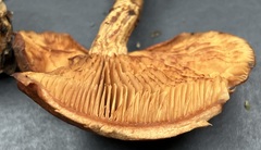Gymnopilus liquiritiae
