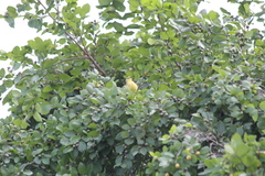 Machetornis rixosa