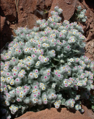 Helichrysum roseo-niveum