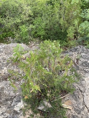 Platycladus orientalis
