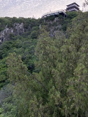 Platycladus orientalis