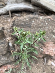 Grindelia subalpina