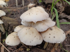 Candolleomyces candolleanus