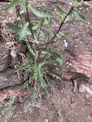 Grindelia subalpina