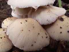 Candolleomyces candolleanus