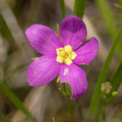 Sabatia campanulata