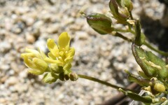 Draba asterophora