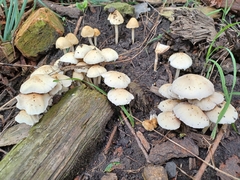 Candolleomyces candolleanus