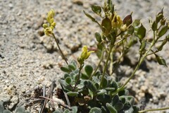 Draba asterophora