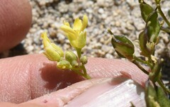 Draba asterophora