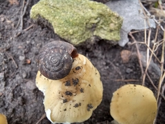 Candolleomyces candolleanus