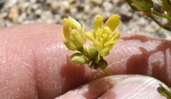 Draba asterophora