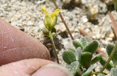 Draba asterophora