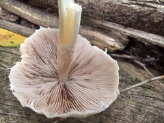 Candolleomyces candolleanus