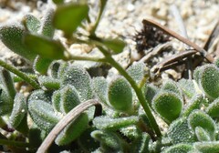 Draba asterophora