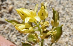 Draba asterophora