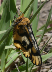 Hemileuca eglanterina