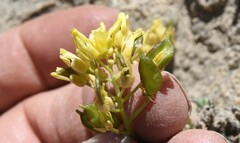 Draba asterophora