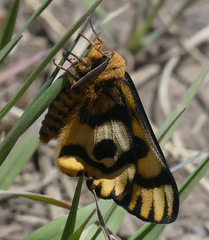 Hemileuca eglanterina