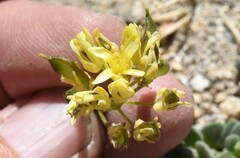 Draba asterophora