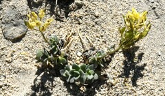 Draba asterophora