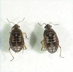 Microvelia pulchella