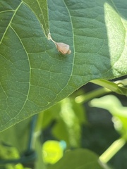 Neospintharus trigonum