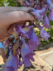 Jacaranda mimosifolia