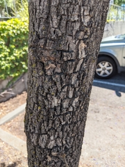 Jacaranda mimosifolia