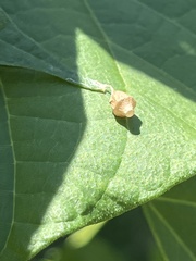 Neospintharus trigonum