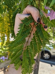 Jacaranda mimosifolia