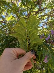 Jacaranda mimosifolia