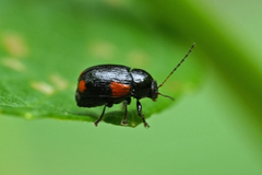 Cryptocephalus quadruplex