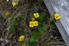 Geum calthifolium