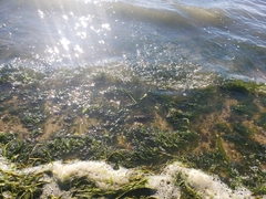 Egeria densa