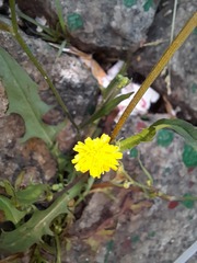 Crepis capillaris