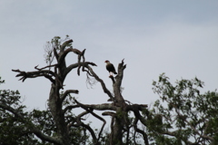 Caracara plancus