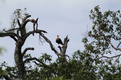 Caracara plancus