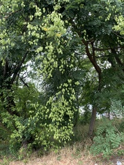 Koelreuteria paniculata