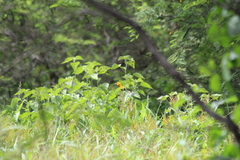 Icterus nigrogularis