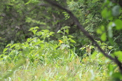 Icterus nigrogularis