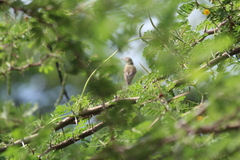 Thraupis palmarum