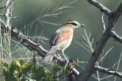 Chagra del Senegal (Tchagra senegalus)