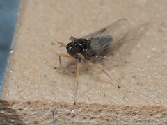 Pissonotus piceus