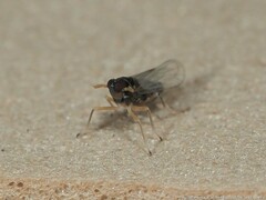 Pissonotus piceus