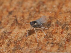 Pissonotus piceus