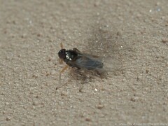 Pissonotus piceus