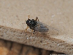 Pissonotus piceus
