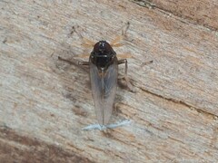 Pissonotus piceus